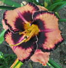 Adamas